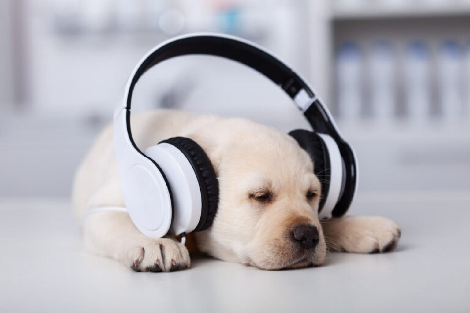 Spotify komt met een playlist speciaal voor eenzame honden
