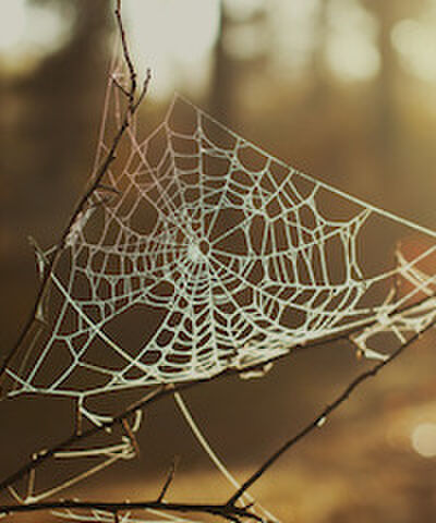 Met deze 11 tips zie je nooit meer een spin in je kamer