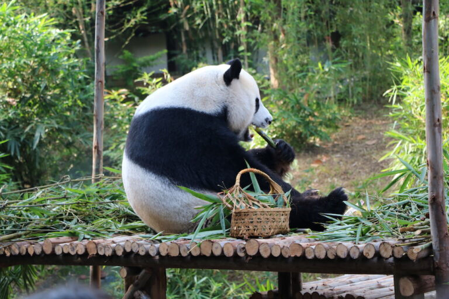 Je kunt vanaf de bank digitaal een bezoekje aan deze dierentuinen