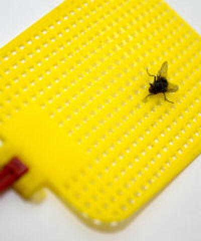 15 tips waarmee vliegen v&eacute;r bij je uit de buurt blijven