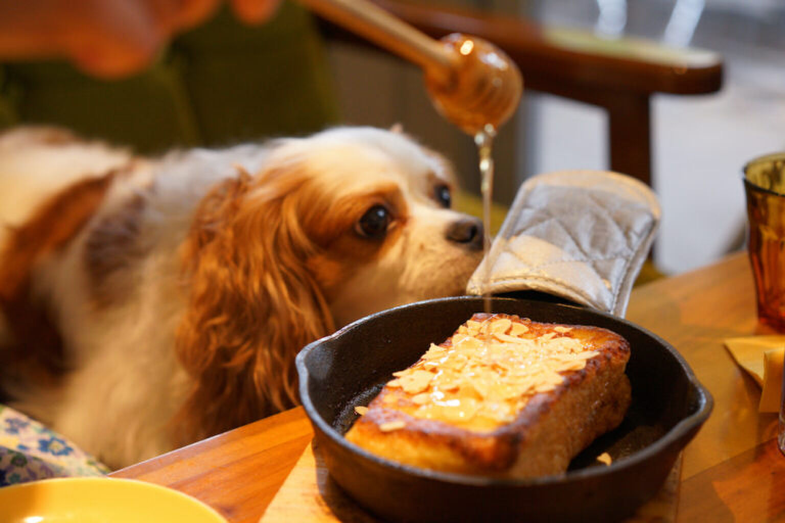 Uiteten met je hond: dit restaurant heeft een menukaart voor honden