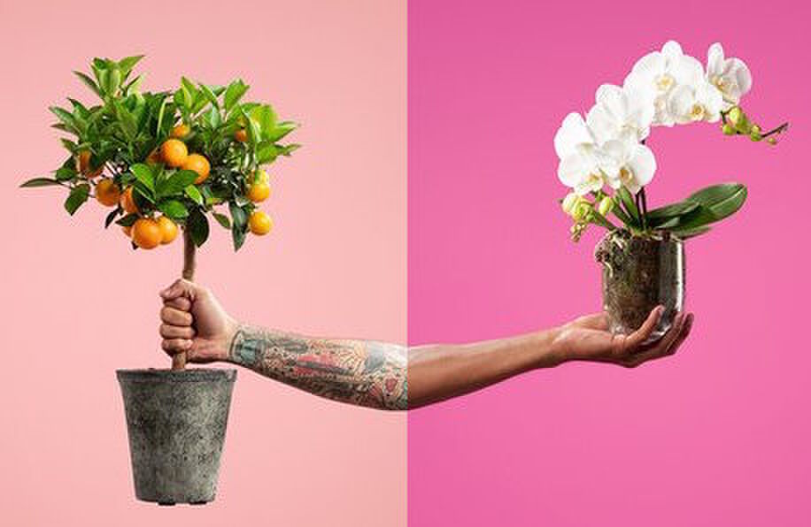 Spring maar achterop bij mij: de eerste planten-drive-thru van Nederland is geopend