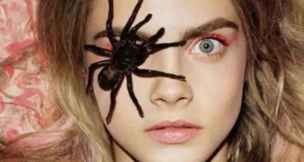 Dit is waarom je spinnen in huis beter niet dood kan maken
