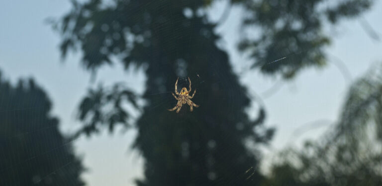 Deze grote exotische spin is steeds vaker te vinden in Nederland