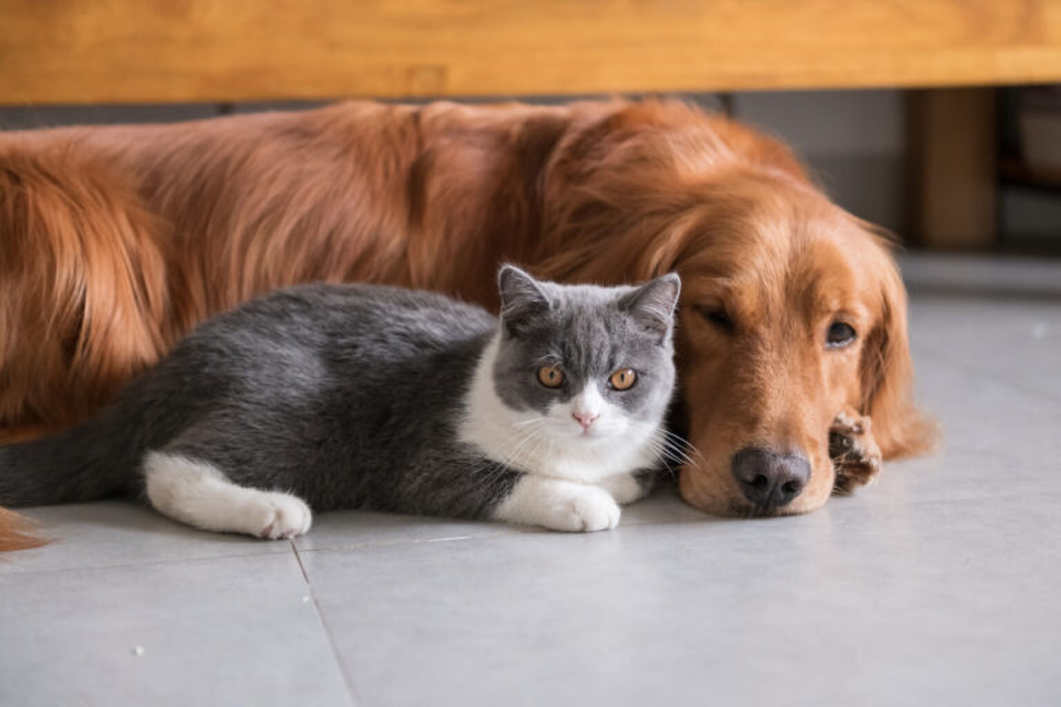 De 9 populairste huisdieren van 2020 op een rijtje