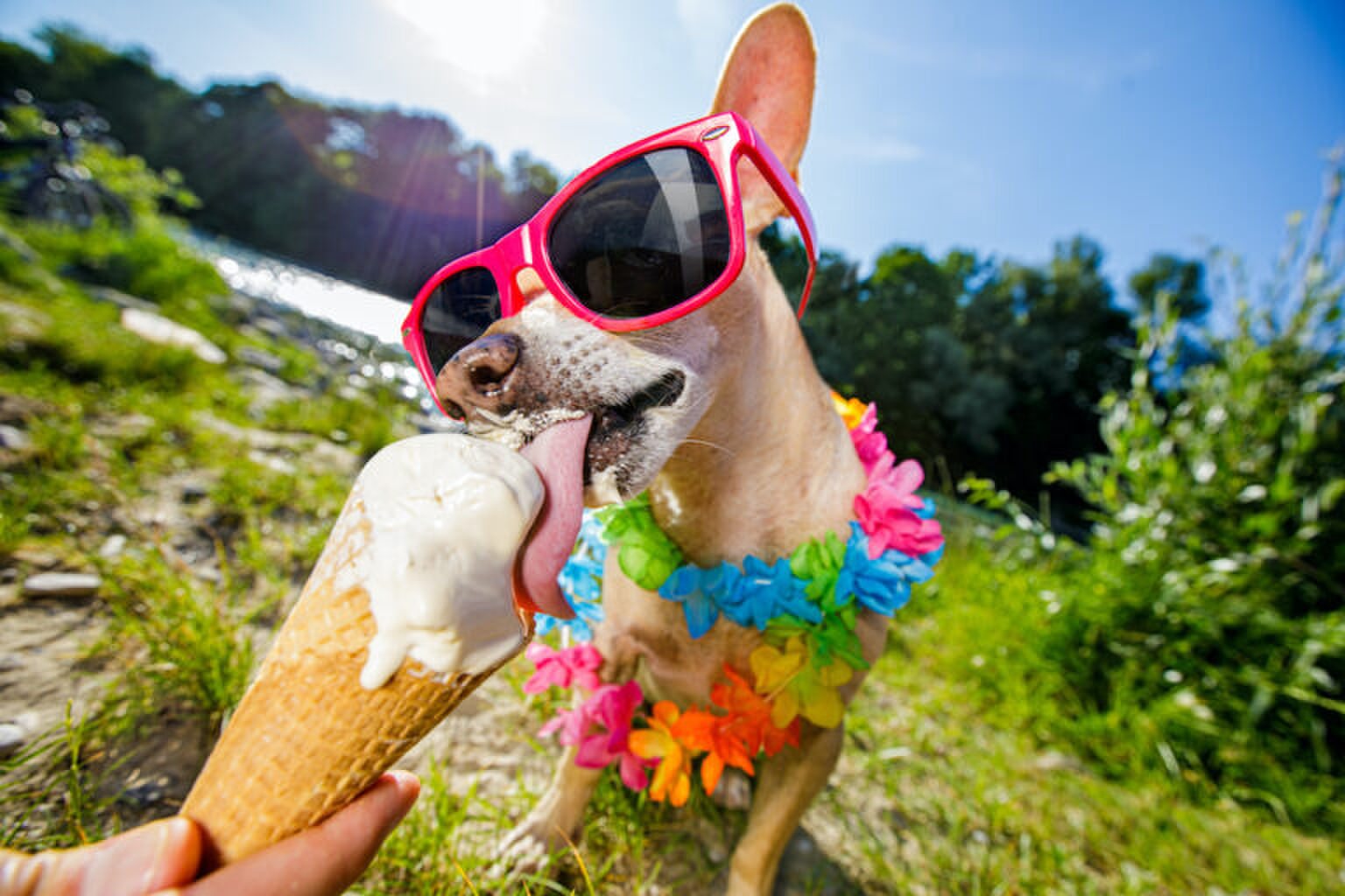 I scream ice&nbsp;cream: Ben & Jerry&rsquo;s lanceert ijs voor honden&nbsp;