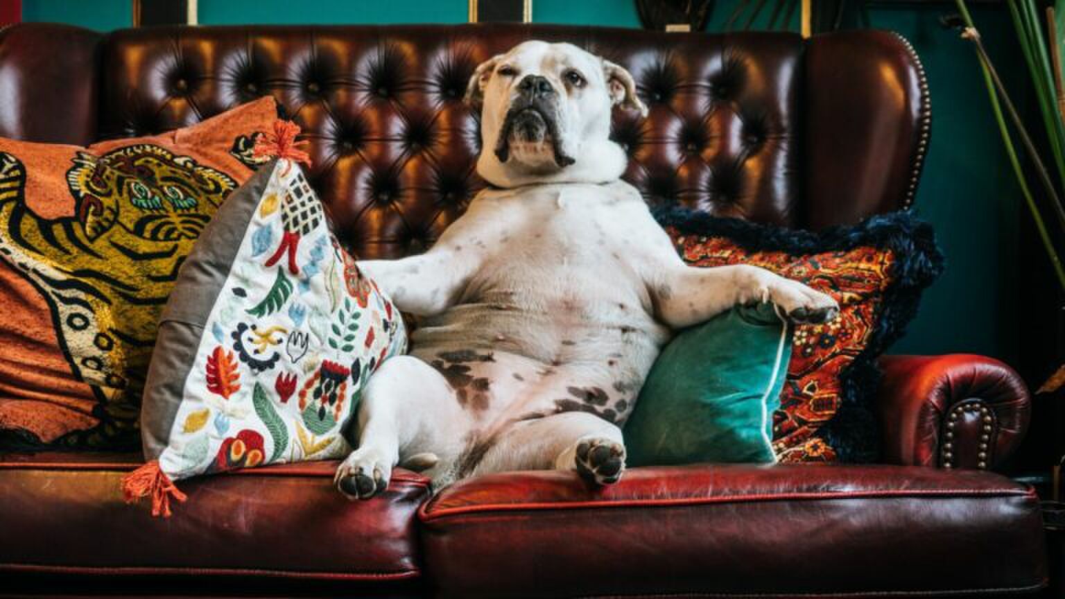 Netflix films: The 40-Year-Old Virgin