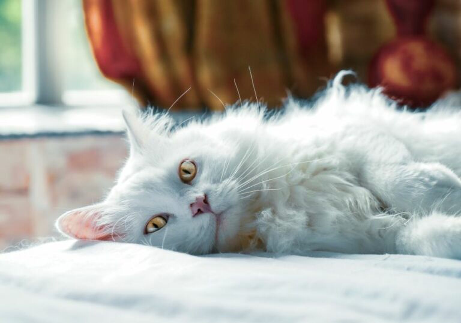 Hi poes! Dit zijn de leukste apps voor jou &eacute;n je kat