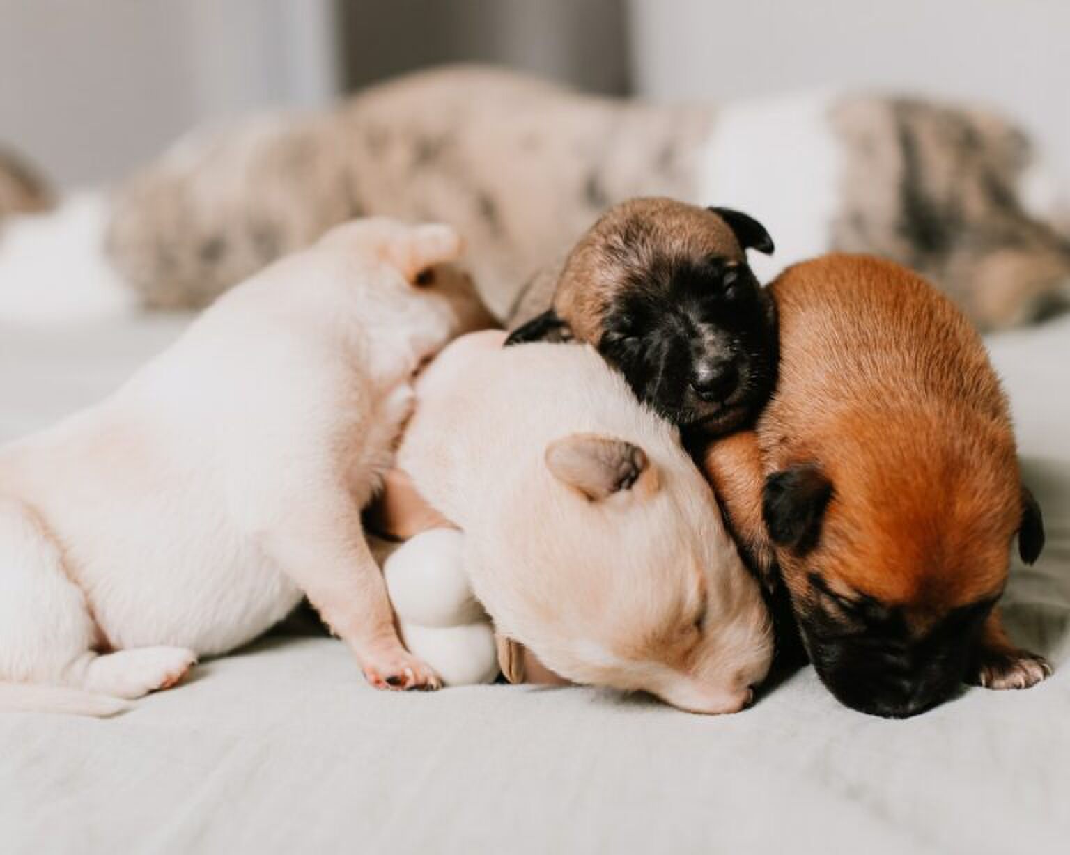 FOLLOW: 6x Instagram accounts van de meest schattige honden