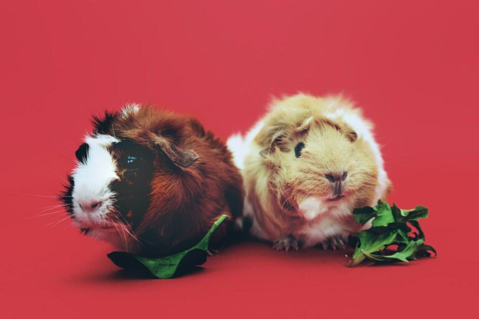 Cute! Deze cavia&rsquo;s met hoedjes op gaan viral op Tiktok