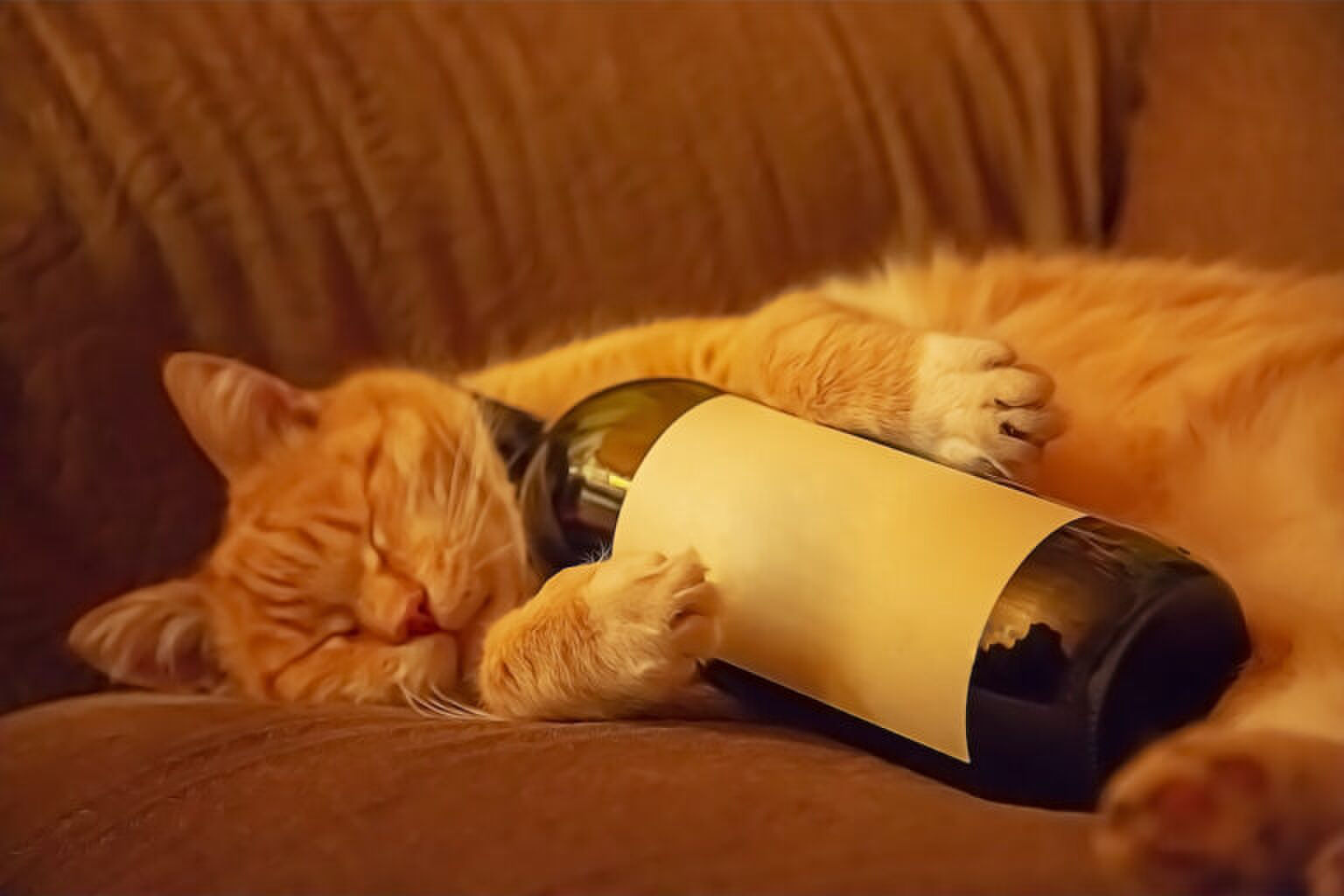 Purrsecco, Pinot Meow en Catbernet: je koopt nu wijn voor je kat