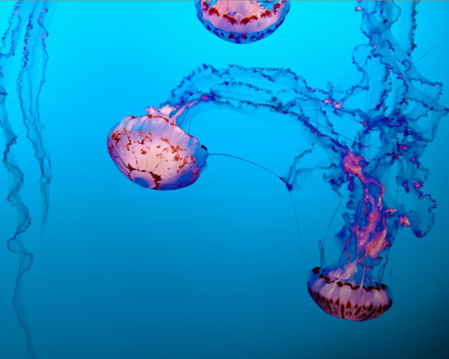 VIDEO: nog erger dan je ex: dit is de allergrootste kwal van Nederland