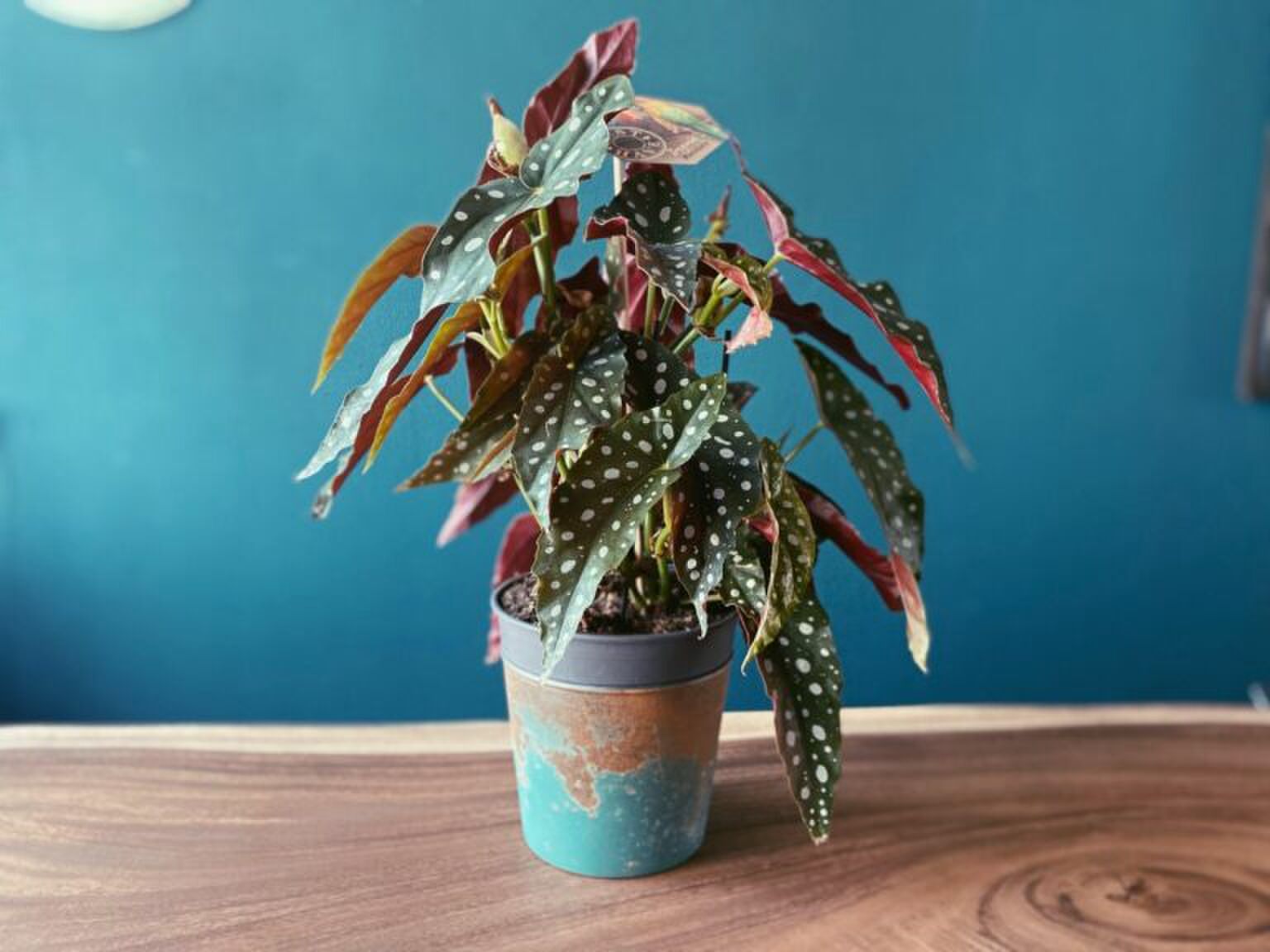 De stippenplant is een nieuwe trend en dit is waarom jij &lsquo;m ook wil hebben