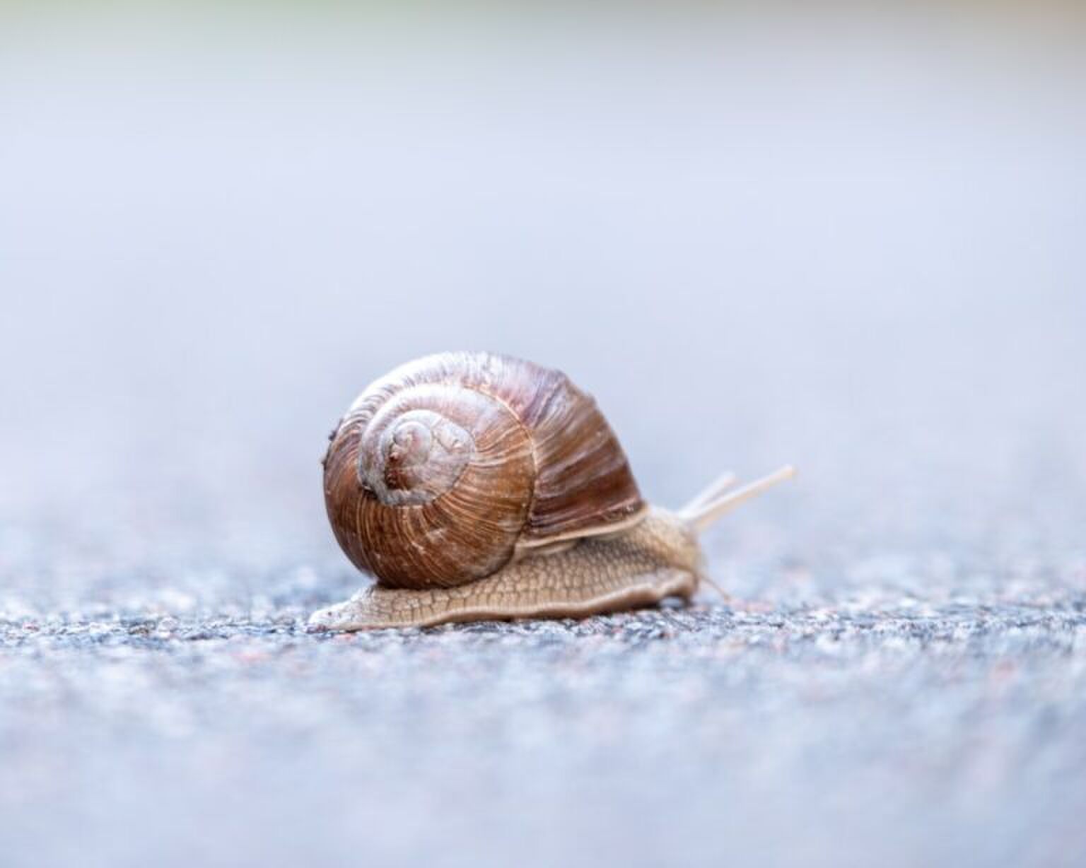 Bye zwakke maag: 6x culinaire hapjes die je liever niet wil proberen