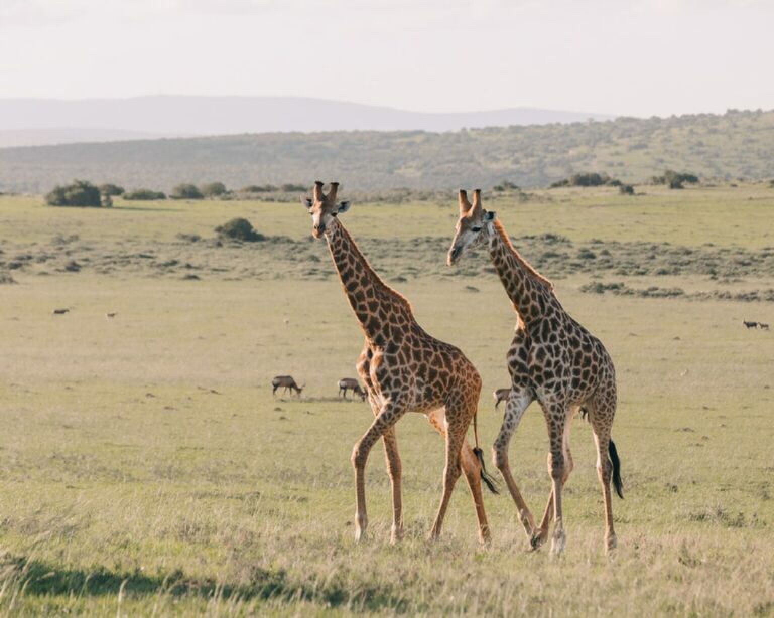 VIDEO: wow, giraffe pakt kind op