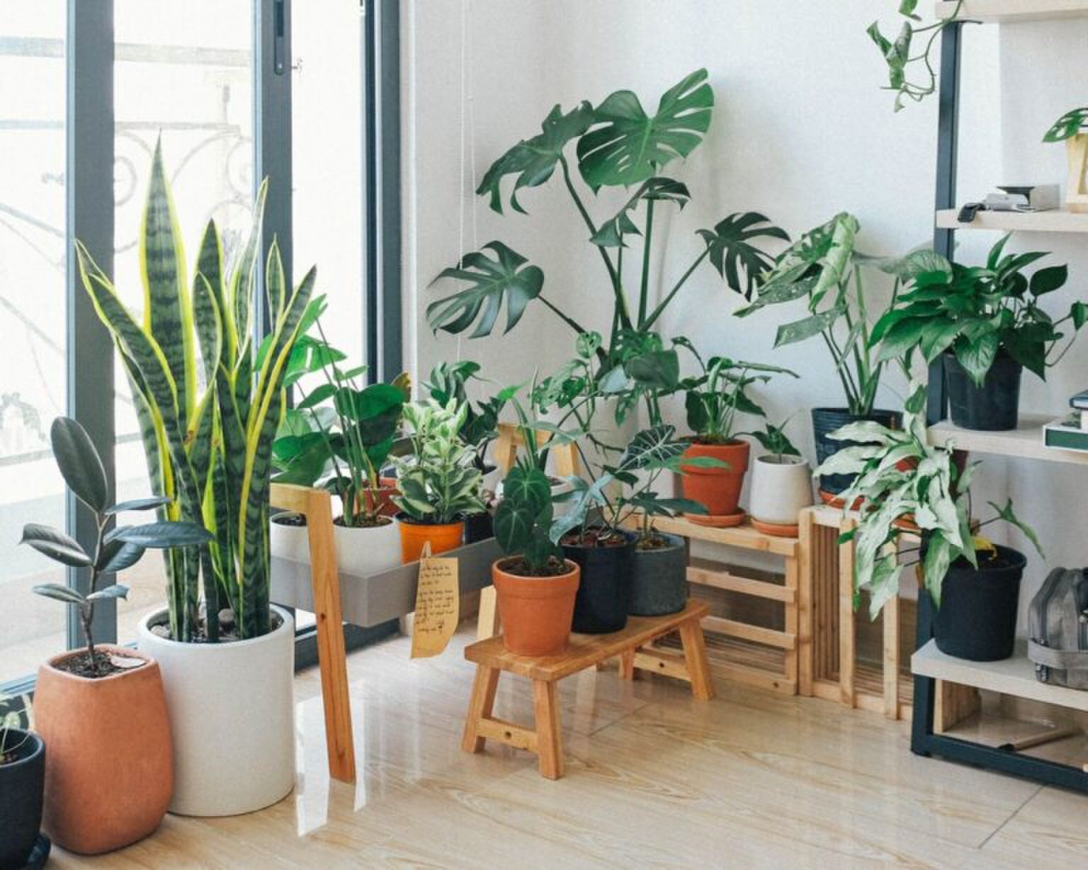 Appstore: wat zijn de beste apps om je te helpen bij planten verzorgen