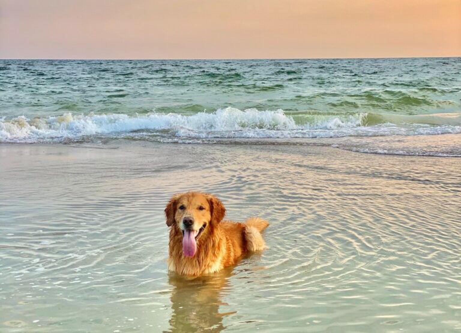 Meant to be: dit is je teken om een golden retriever te nemen