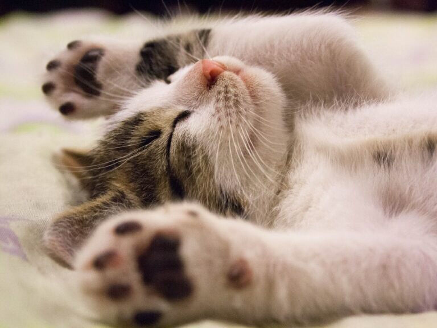 Xenos verkoopt een hangstoel voor je harige viervoeter