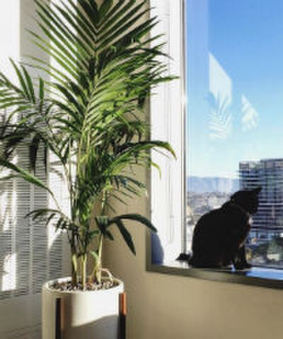 Early birds opgelet: dit doet regelmatig vroeg opstaan met je lichaam