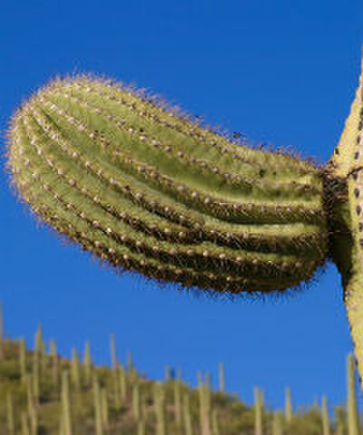 8 dingen die door je hoofd gaan als je een penis ziet