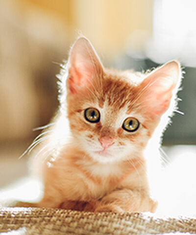 14 redenen waarom meiden met een kat het beste datemateriaal zijn