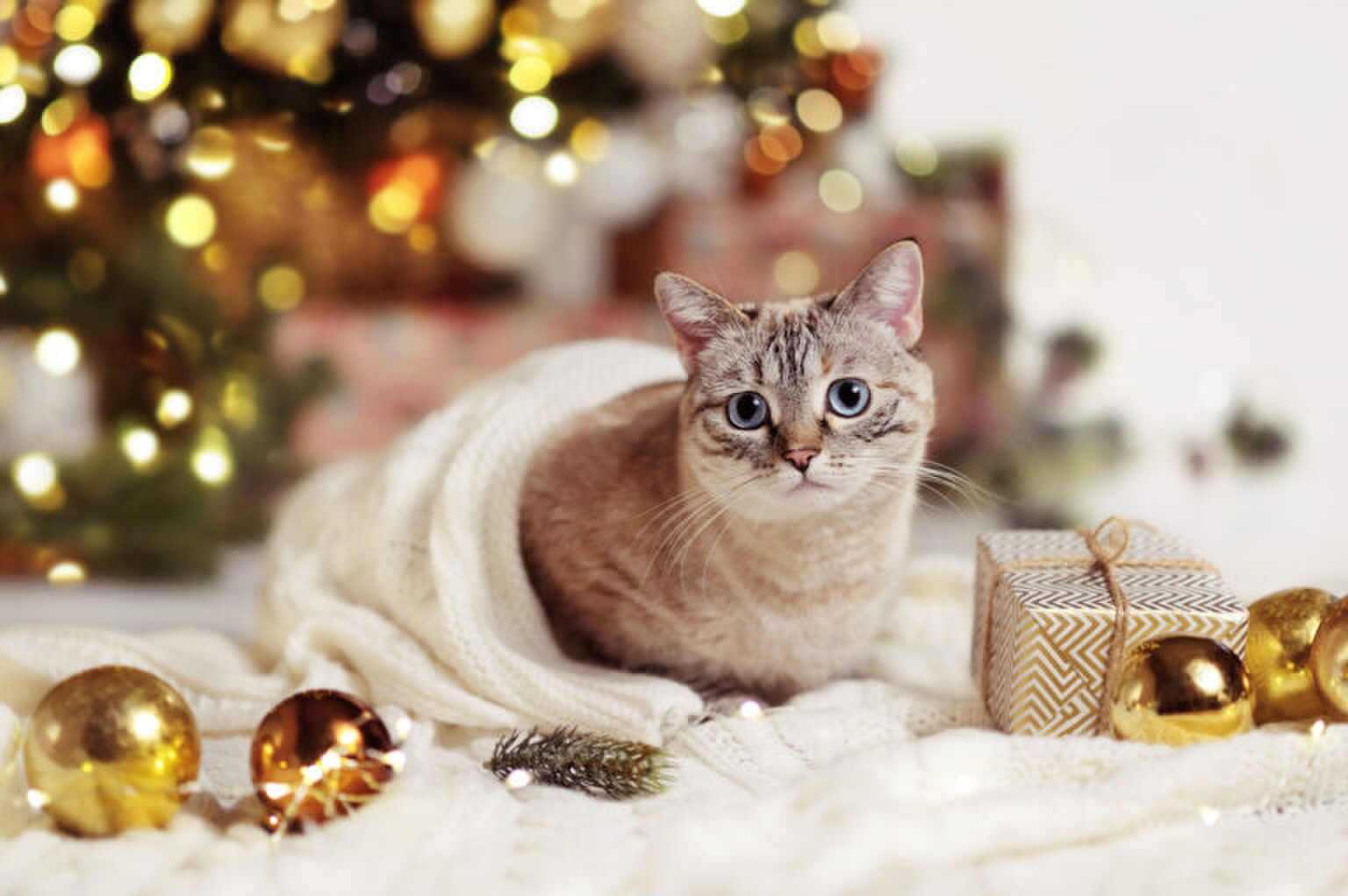 Dit zijn de leukste adventskalenders voor je kat