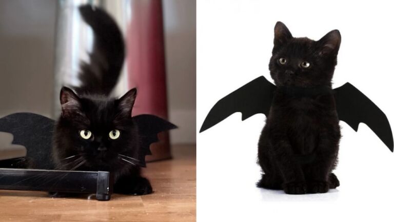 Met deze vampier-halsband is jouw huisdier klaar voor Halloween