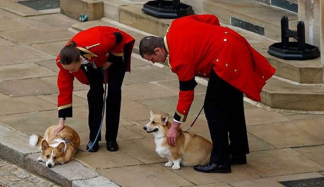 corgi-queen-elizabeth