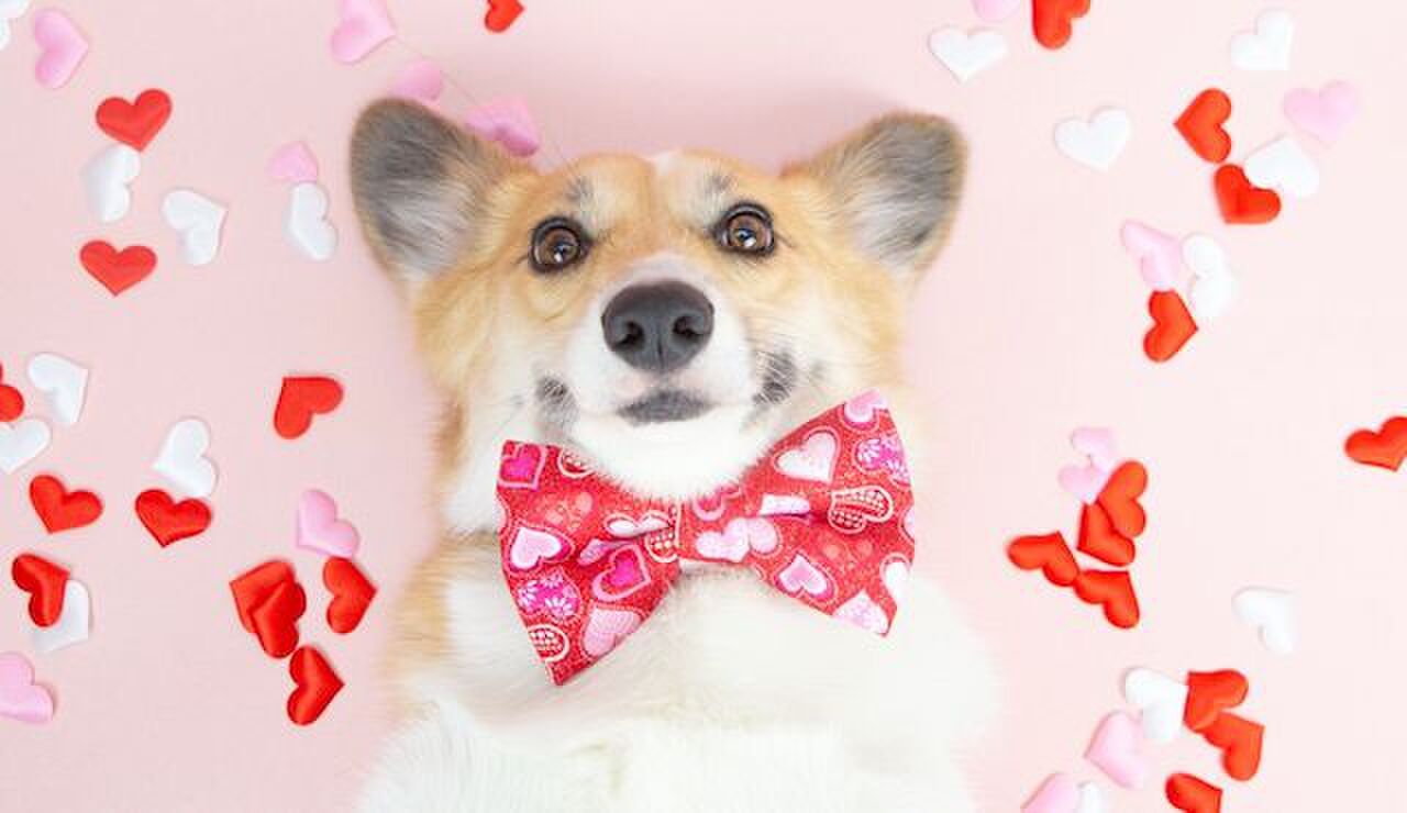 D&eacute;ze macarons zijn een perfect Valentijnscadeau voor je hond
