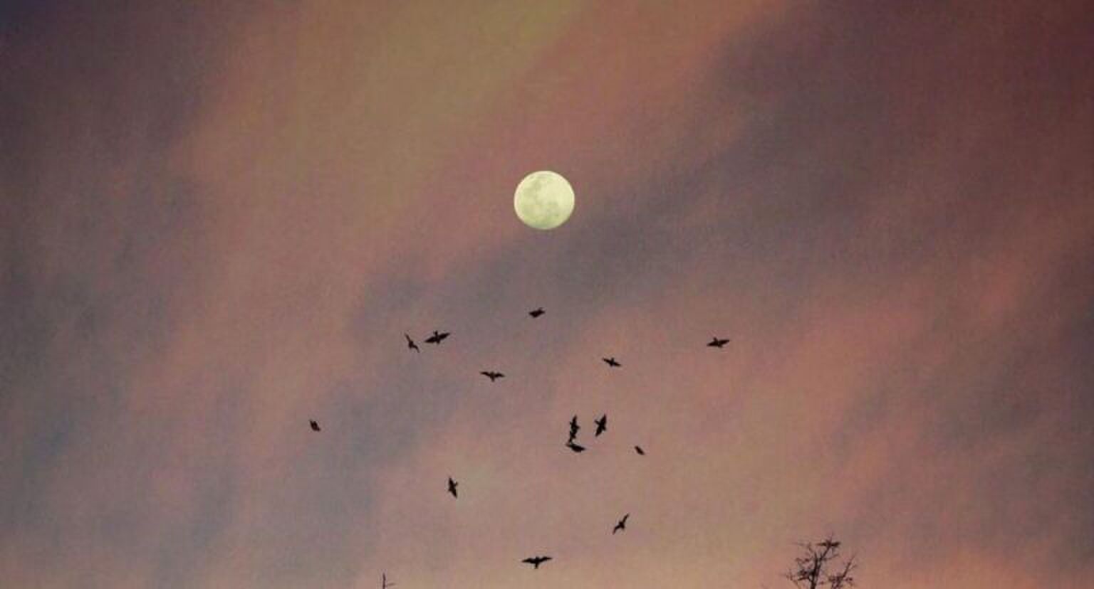 Maan in roze lucht met vogels die eromheen vliegen.