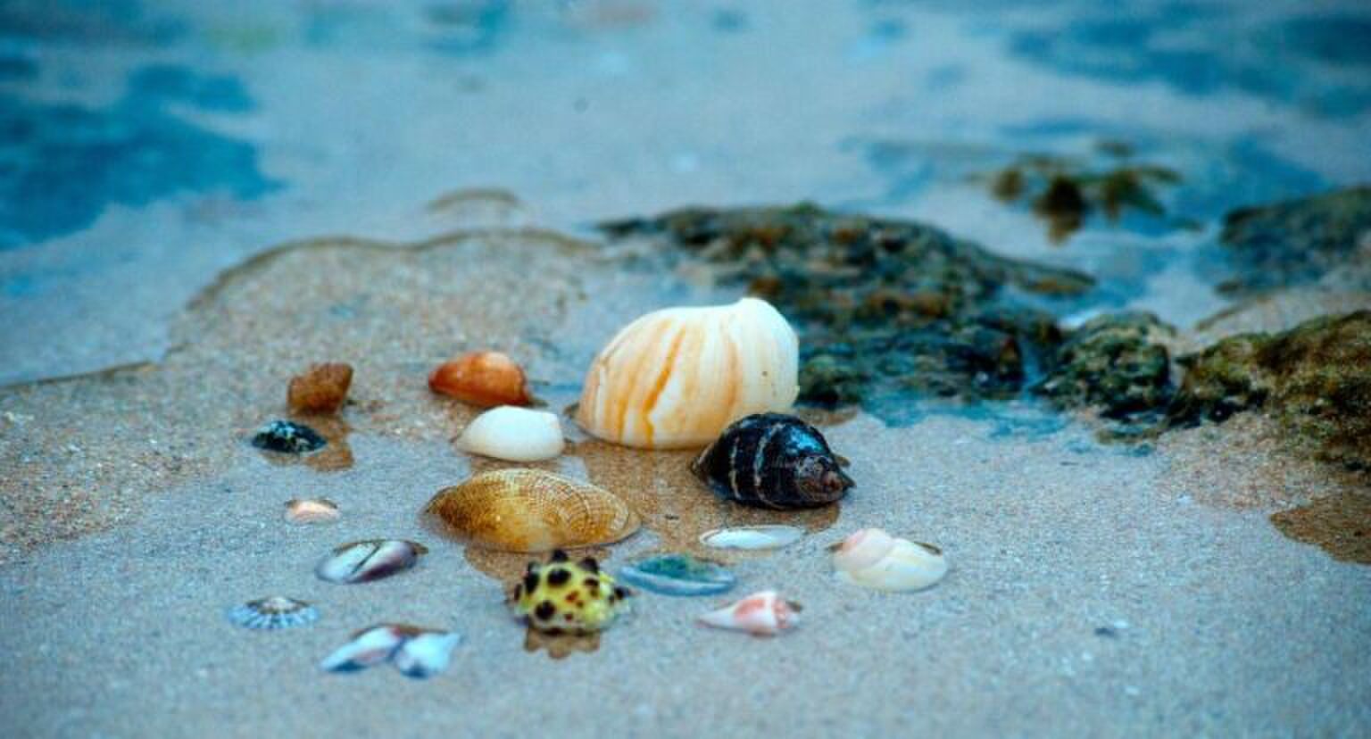 Schelpen op het strand.