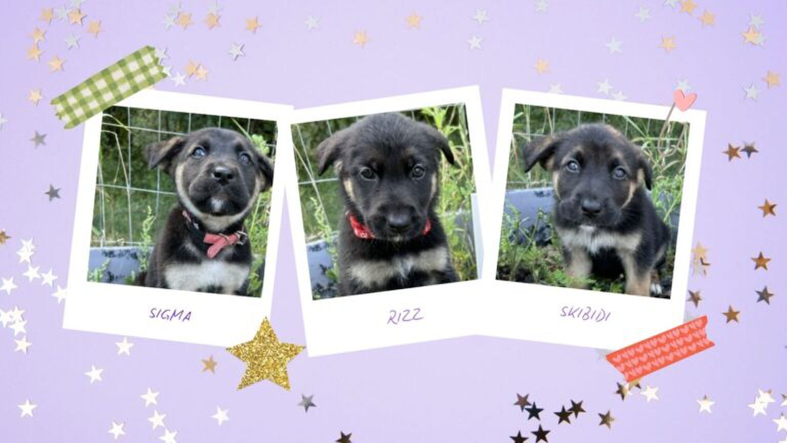 Scrapbook illustraties van de puppy's.