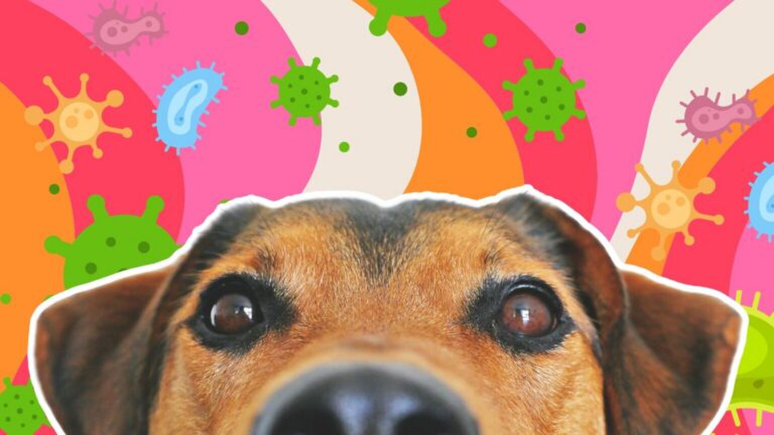 Illustratie van een hond.