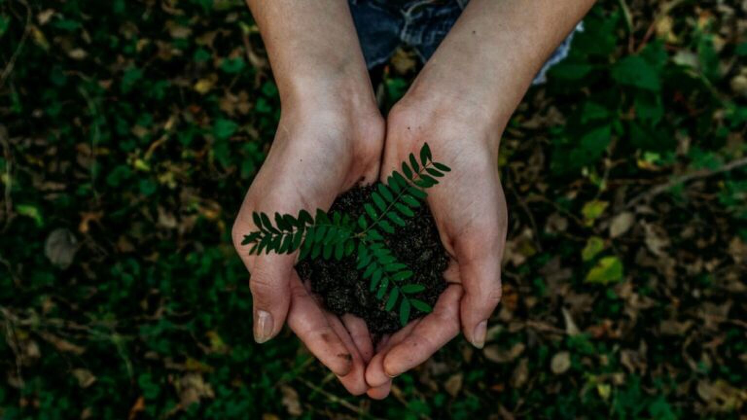 Handen met een plantje er in.
