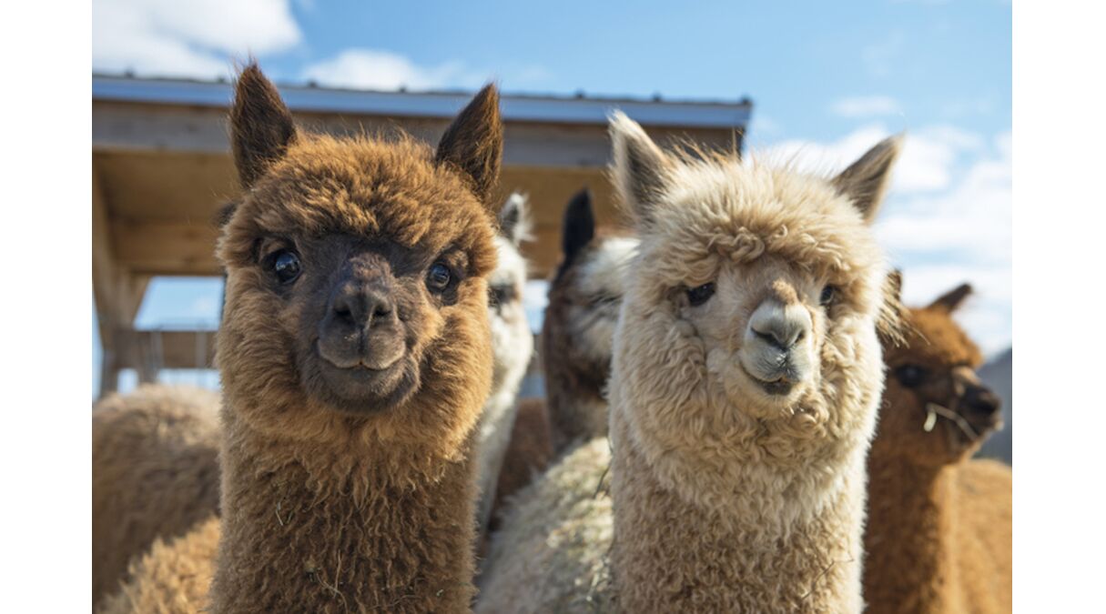 Illustratie voor: Je kunt nu een wandeling met alpaca’s maken voor maar €14,95