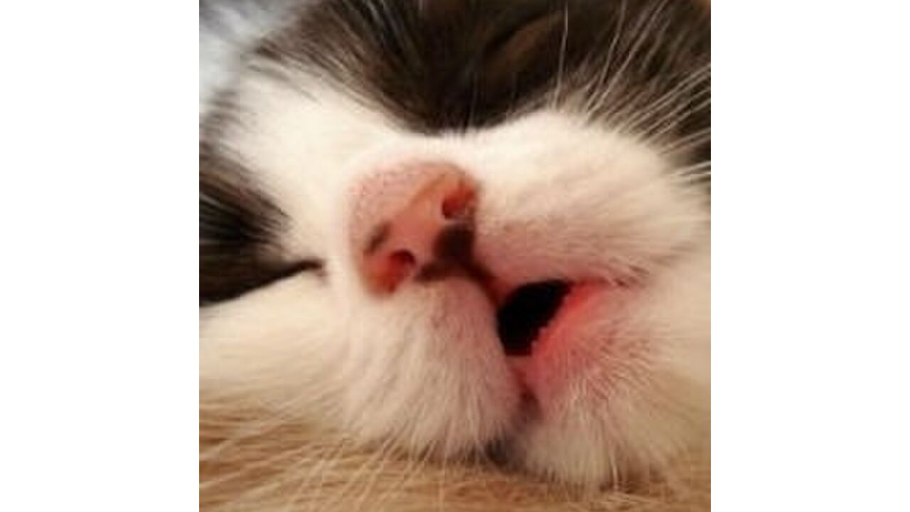 Illustratie voor: Zzz… Alles over snurken