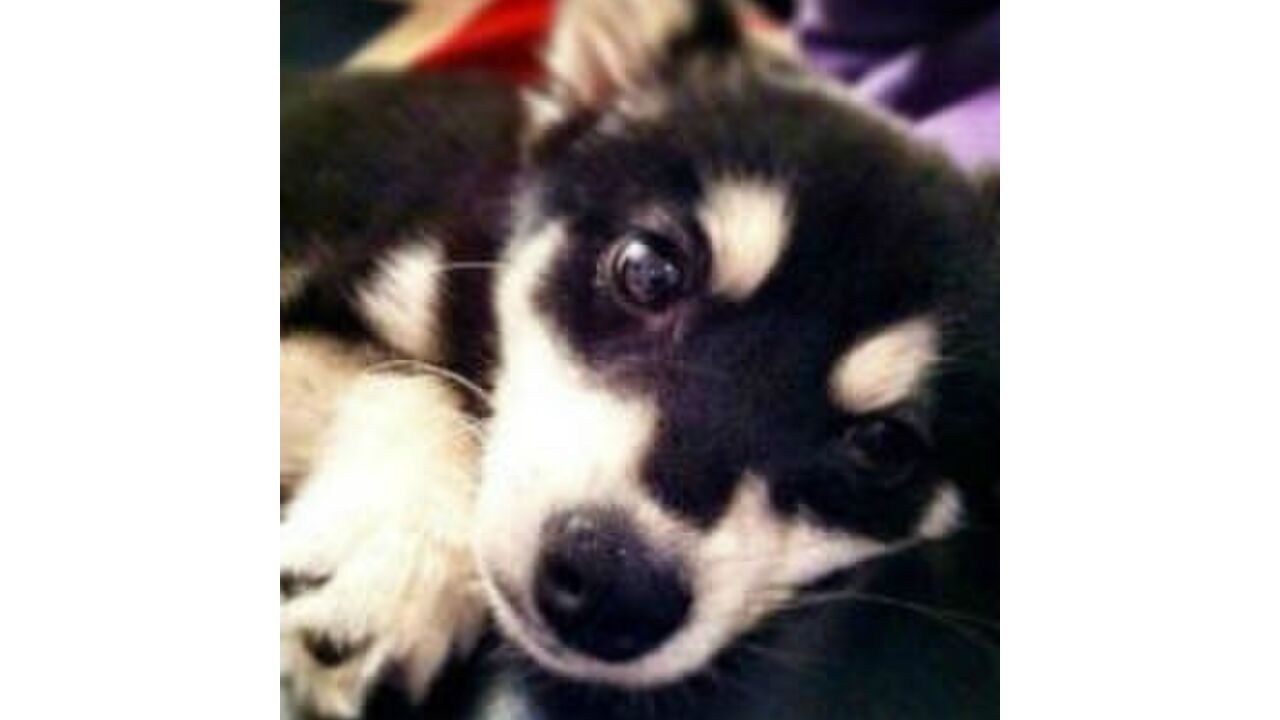 Illustratie voor: Shocking: puppy van Liam Payne krijgt doodsbedreigingen
