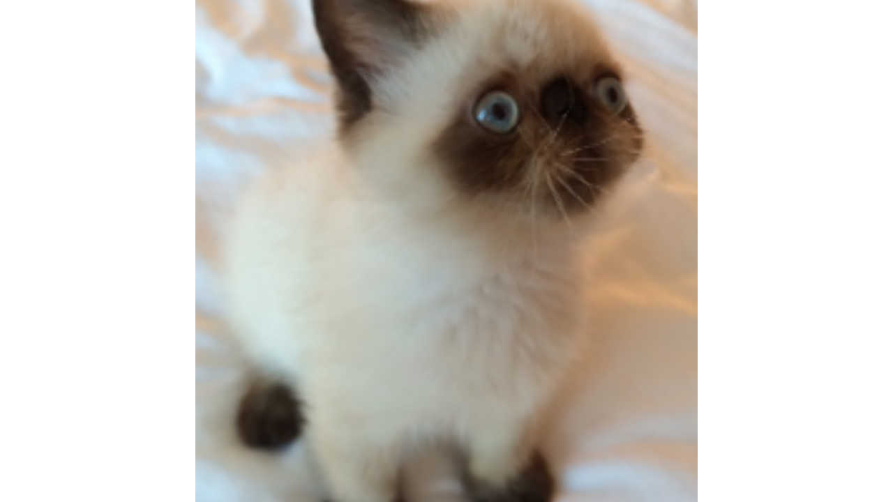 Illustratie voor: Meet de nieuwe Grumpy Cat!