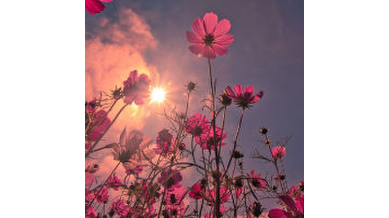 Illustratie voor: Wat zegt jouw favoriete bloem over jou?