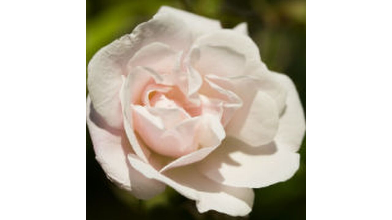 Illustratie voor: Betekenis van bloemengeuren in cosmetica