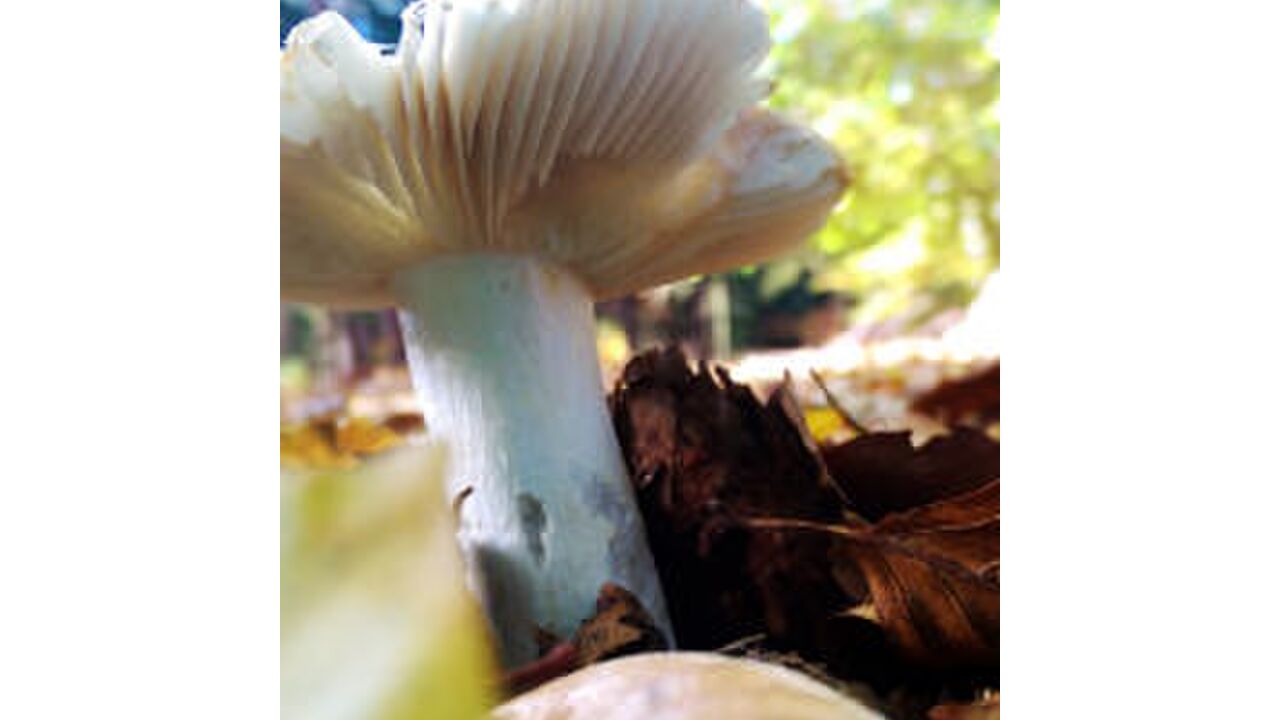 Illustratie voor: Fotografietips voor de herfst: smartphone, compactcamera & spiegelreflex