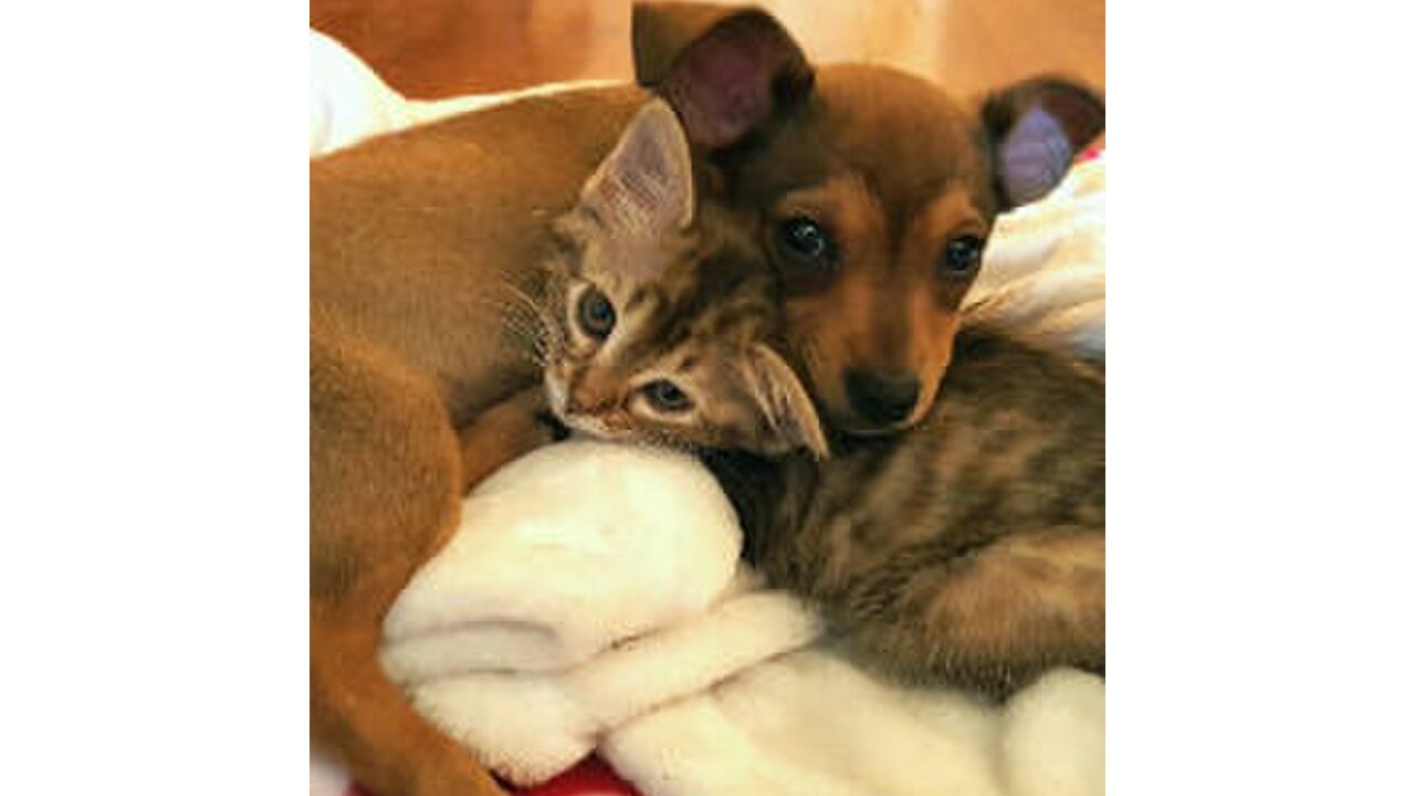 Illustratie voor: Schattig: verlaten puppy en kitten zijn beste vrienden