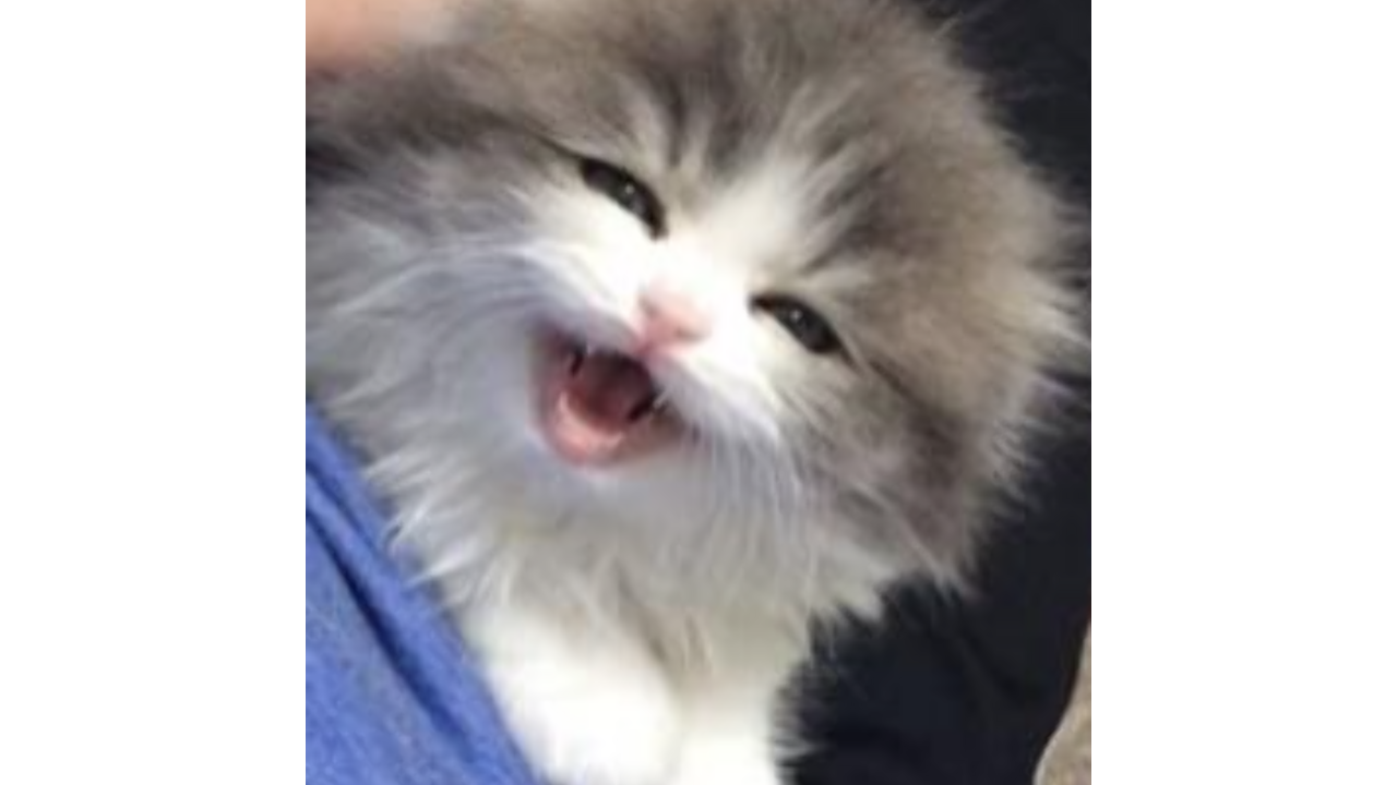 Illustratie voor: Dit kitten gemiauw kan niemand aan, zelfs jij niet!