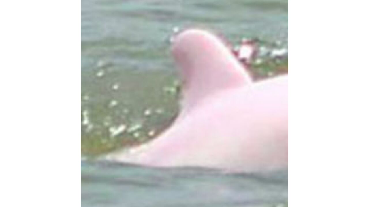 Illustratie voor: Het bestaat: er is een zeldzame roze dolfijn gespot!