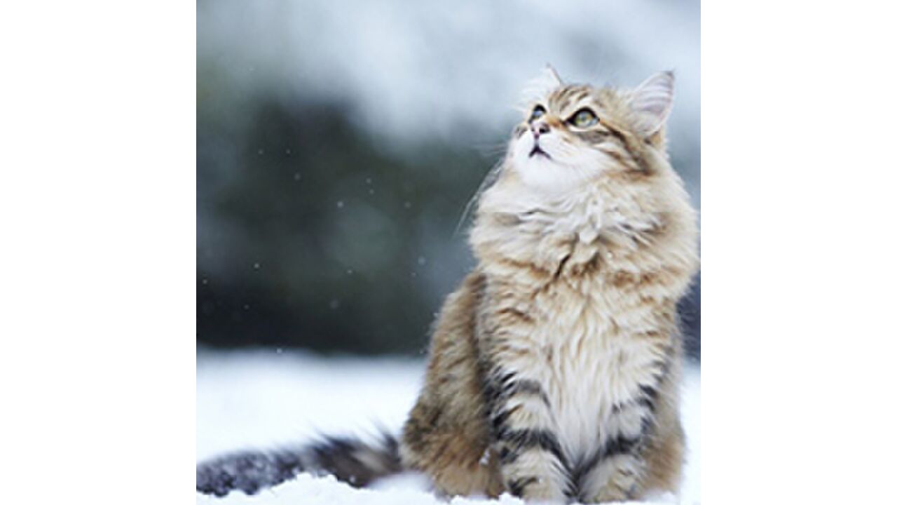 Illustratie voor: Winter verwachtingen versus de realiteit