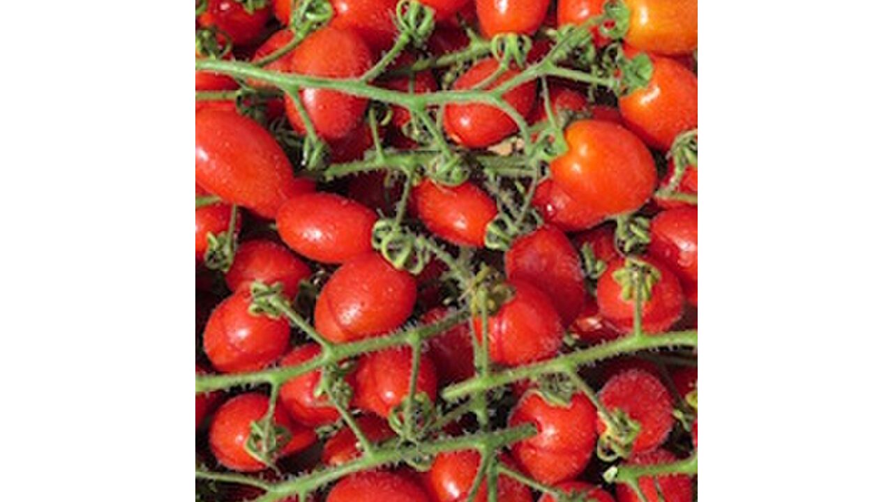 Illustratie voor: Zo heb jij deze zomer je eigen moestuin