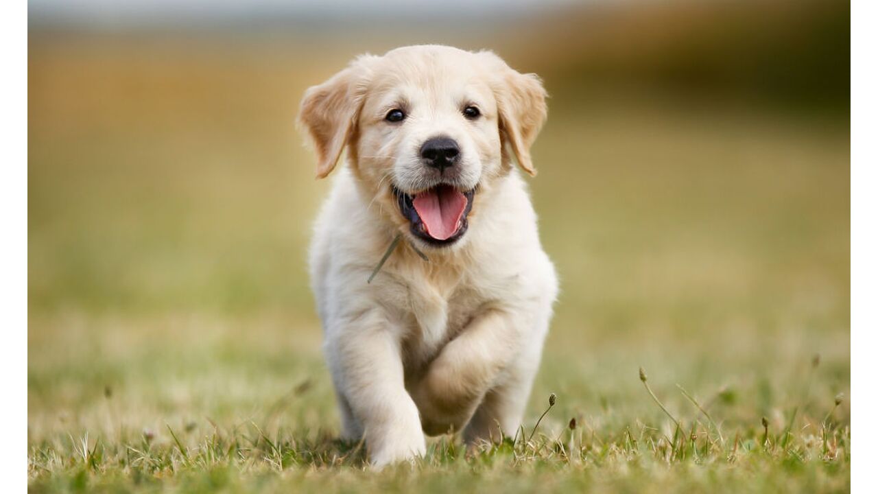 Illustratie voor: Dit is waarom je hond onthoudt wie gemeen tegen je is