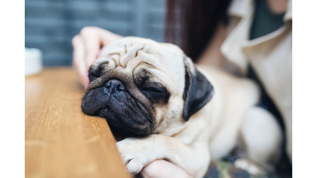 Illustratie voor: Yay! In deze Nederlandse stad opent het allereerste pug café