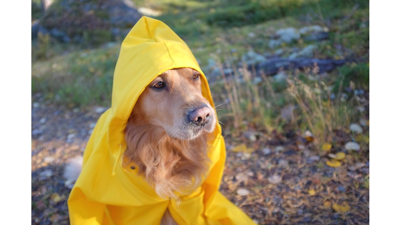 Illustratie voor: OMG! HEMA verkoopt nu regenjassen voor je hond