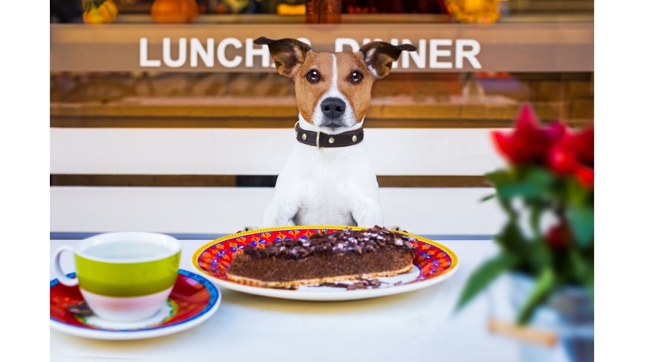 Illustratie voor: In dit restaurant kun je samen met je hond uit eten